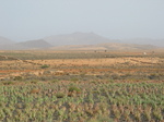 27951 Aloe Vera field.jpg